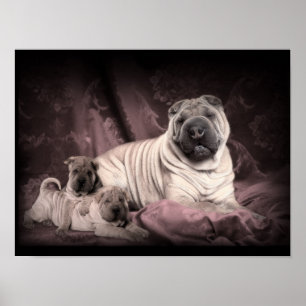 Vintage Chinesische Shar Pei Falten, Hunde Poster