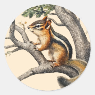 Vintage Chipmunk-Sketch für Naturliebhaber Runder Aufkleber