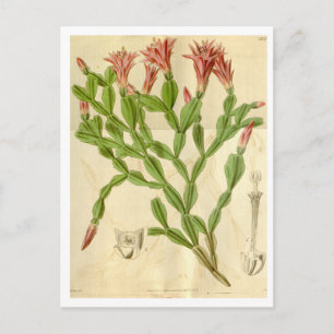 Vintage Christmas Cactus Travel Postcard Postkarte