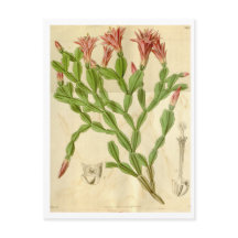 Vintage Christmas Cactus Travel Postcard