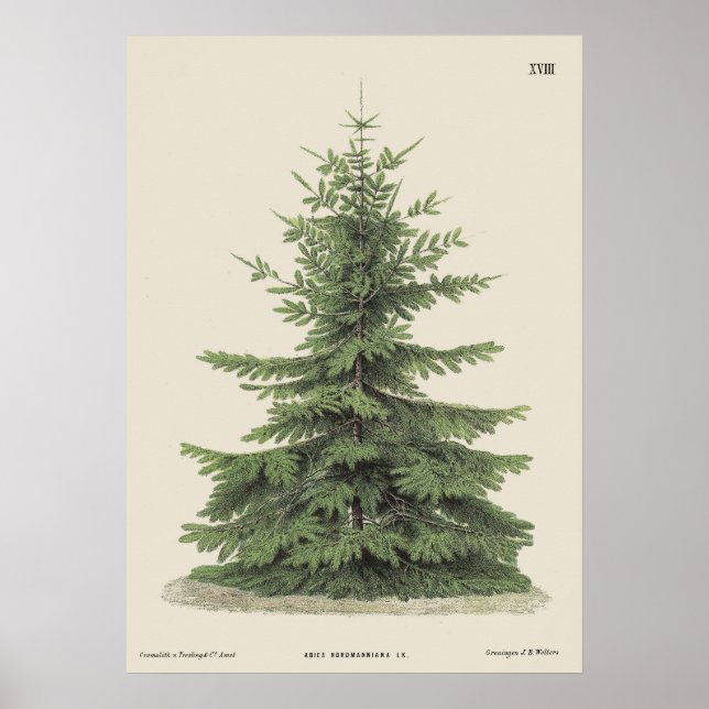 Vintage Christmas Pine Tree Vintag Poster (Vorne)