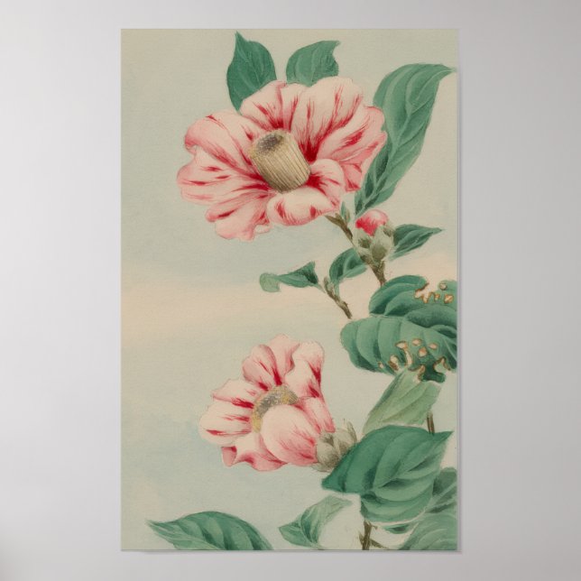VINTAGE-CHRYSANTHEME BOTANISCHE BLUME POSTER (Vorne)