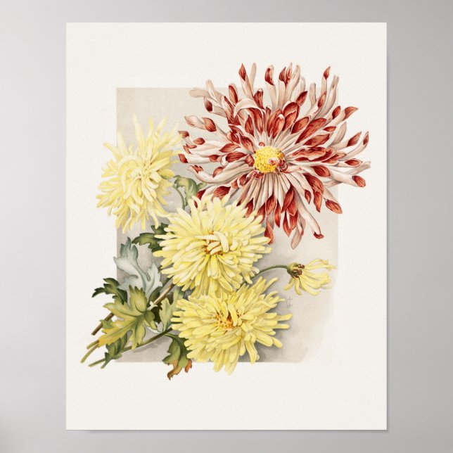 Vintage Chrysanthemen, rosa, weiß und gelb Poster (Vorne)