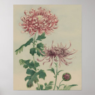 VINTAGE-CHRYSANTHEMUM-BOTANISCHE BLUMENKUNST POSTER