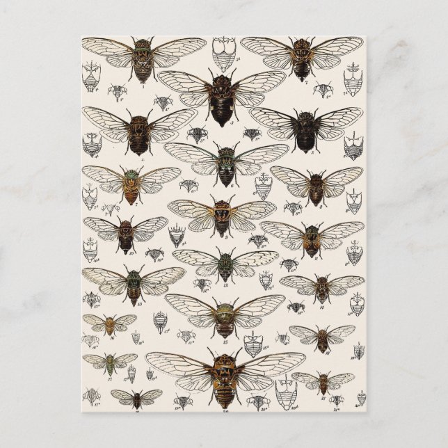 Vintage Cicadas-Illustration Postkarte (Vorderseite)