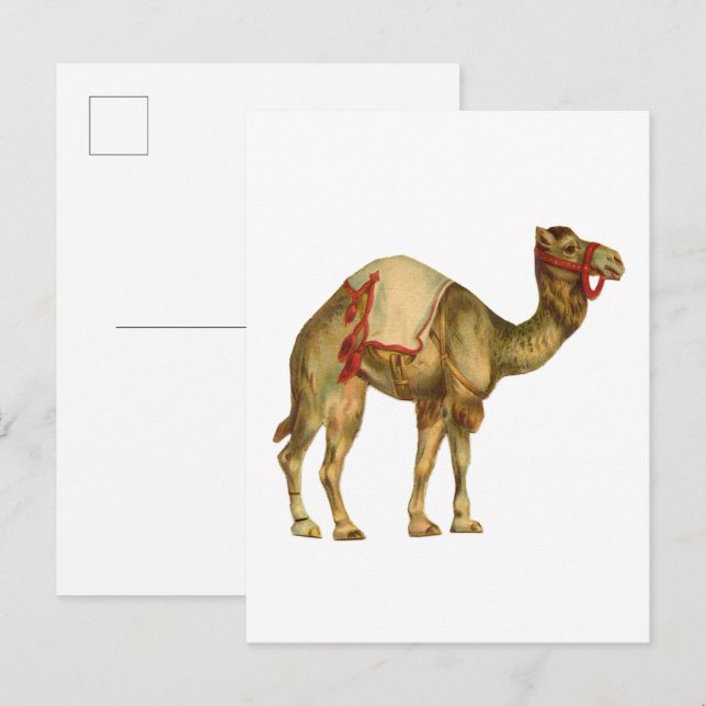 Vintage circus performing camel postkarte (Vorne/Hinten)