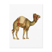 Vintage circus performing camel