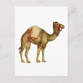 Vintage circus performing camel postkarte