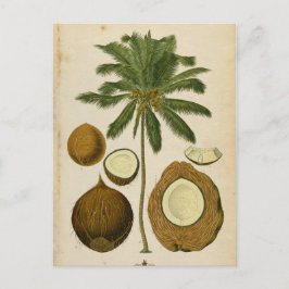 Vintage Coconut Palm Travel Postkarte