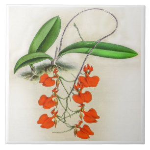 Vintage Comparettia Speciosa seltene Orchideenblum Fliese