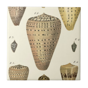Vintage Cone-Muscheln Fliese