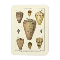 Vintage Cone-Muscheln