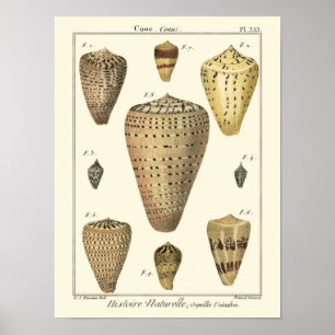 Vintage Cone-Muscheln Poster