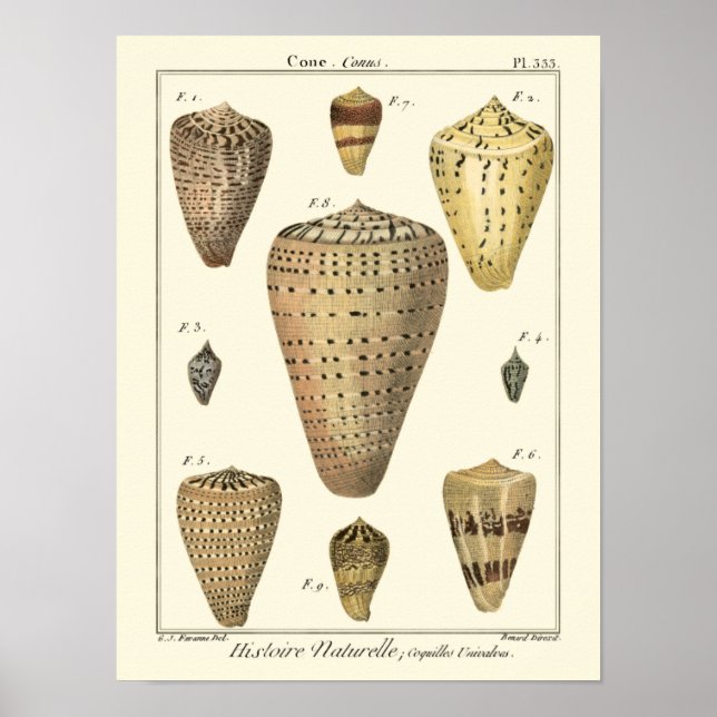 Vintage Cone-Muscheln Poster (Vorne)