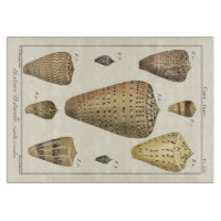 Vintage Cone-Muscheln