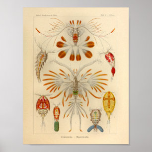Vintage Copepoda-Farbe Ernst Haeckel Kunst drucken Poster