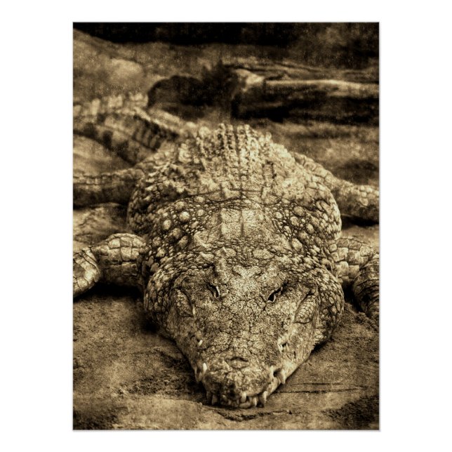 Vintage Crocodile Poster (Vorderseite)