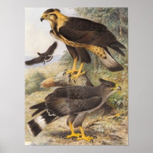 Vintage Crowned Eagle  Poster