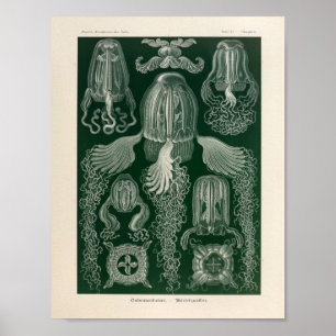 Vintage Cubomedusae Color Ernst Haeckel Art Print Poster