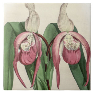 Vintage Cypripedium Schroderae seltene Orchideenbl Fliese