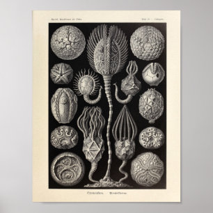 Vintage Cystoidea Ernst Haeckel Art Print Poster