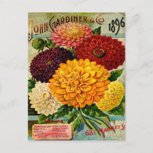Vintage Dahlia-Blume Postkarte