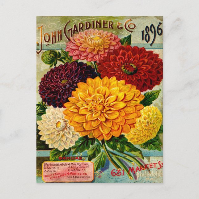 Vintage Dahlia-Blume Postkarte (Vorderseite)