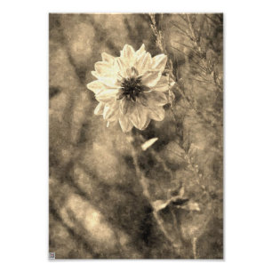 Vintage Dahlie Fotodruck