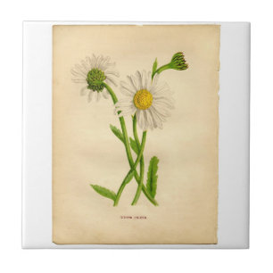 Vintage Daisy Botanicals Illustrationen Fliese