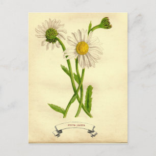 Vintage Daisy Botanische Illustration Postkarte