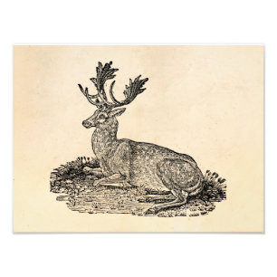 Vintage-Damwild-Illustrationvorlage aus dem 19. Ja Fotodruck