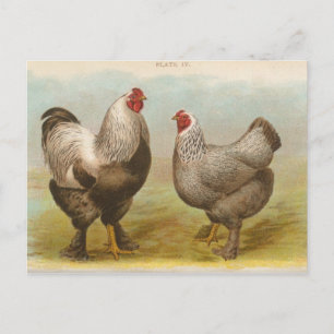 Vintage "Dark Brahama Hühner" Postkarte