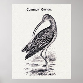 Vintage Darstellung "Common Curlew" Poster