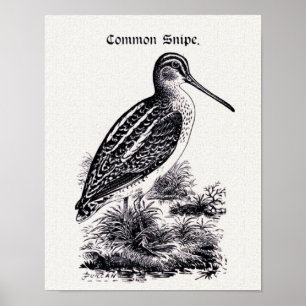 Vintage Darstellung "Common Snipe" Poster