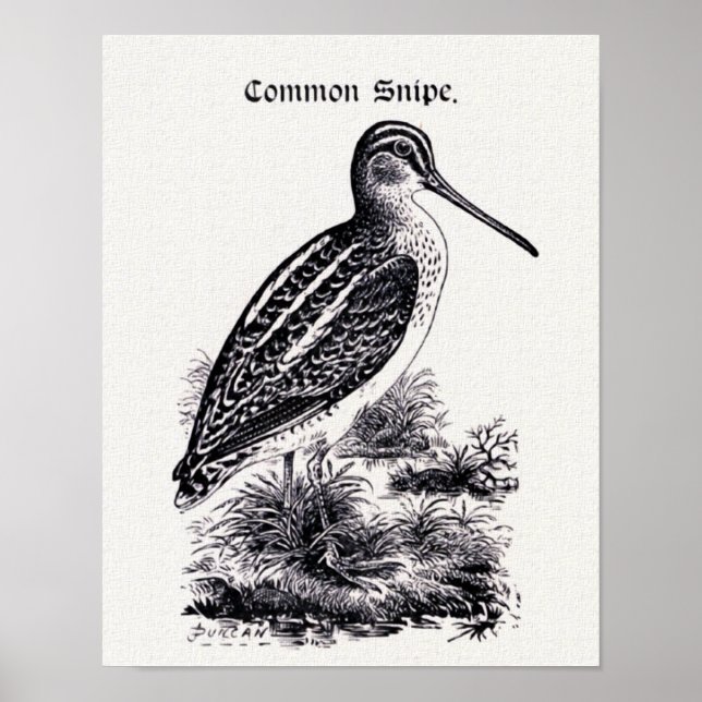 Vintage Darstellung "Common Snipe" Poster (Vorne)