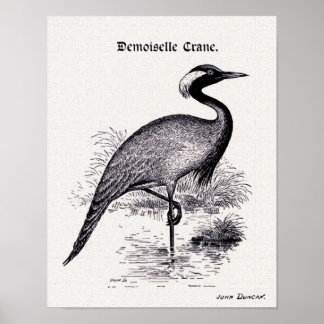 Vintage Darstellung "Demoiselle Crane" Poster