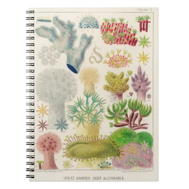 Vintage Darstellung der australischen Meeresbiolog Notizblock (Vorderseite)