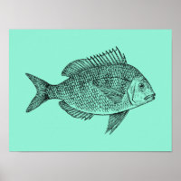 Vintage Darstellung der Fischforschung