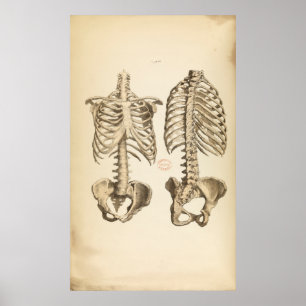 Vintage Darstellung der Knochen des Rumpf Poster