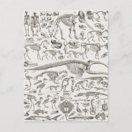 Vintage Darstellung der Knochen von Mensch und Tie Postkarte
