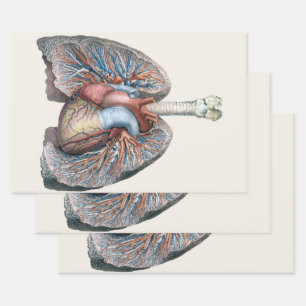 Vintage-Darstellung der menschlichen Anatomie Lung Geschenkpapier Set