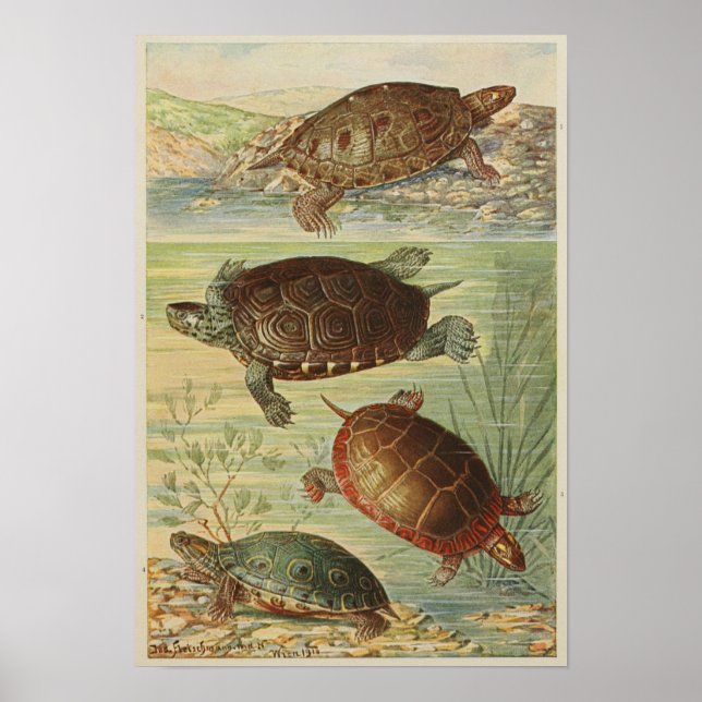 Vintage Darstellung der Tortoise Poster (Vorne)