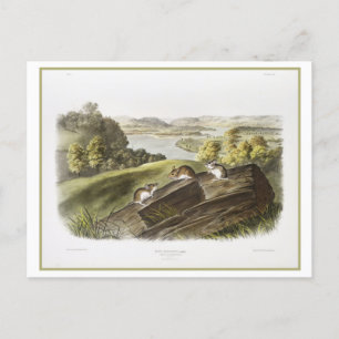 Vintage Darstellung der weißen Maus Postkarte