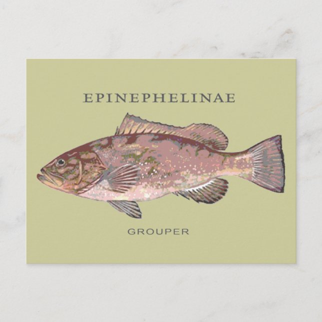 Vintage Darstellung des Grouper Fish Postkarte (Vorderseite)