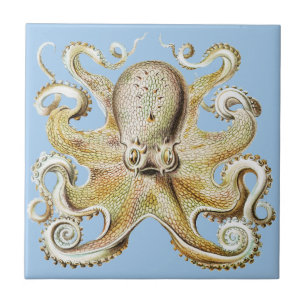Vintage Darstellung des Meereslebens Octopus Fliese
