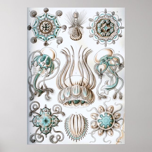 Vintage Darstellung des Meereslebens Poster (Vorne)