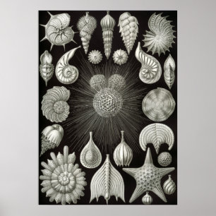 Vintage Darstellung des Meereslebens Poster