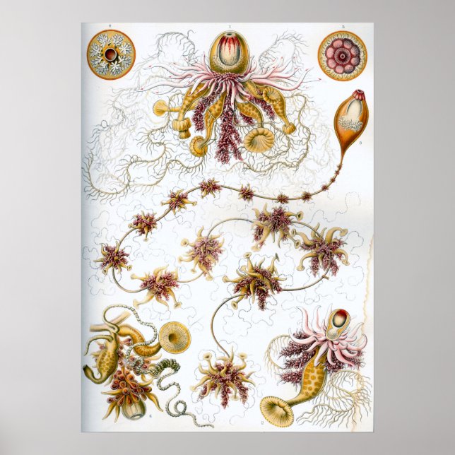 Vintage Darstellung des Meereslebens Poster (Vorne)