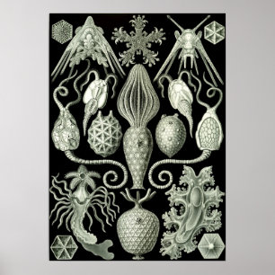 Vintage Darstellung des Meereslebens Poster