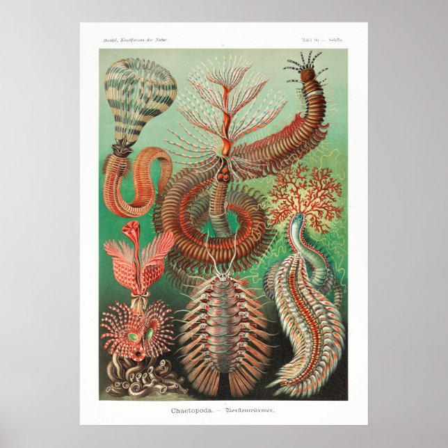 Vintage Darstellung des Meereslebens Poster (Vorne)